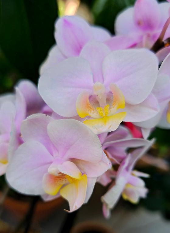 20250222_135129 Tower Hill Botanic Garden, MA.jpg - Orchid (Phalaenopsis). New England Botanic Garden at Tower Hill, MA, 2-22-2025